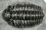 Phacopid (Adrisiops) Trilobite - Jbel Oudriss, Morocco #251627-3